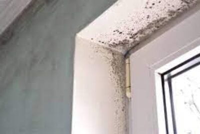 Mould toxicity – preventions, symptoms, and solutions.